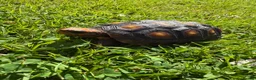 Tortoise reptiles for sale: Red foot tortoise  in Preston - Advert 1