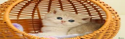 British Shorthair cats for sale: TOP Quality, Rare colors BSH kittens  - Advert 6
