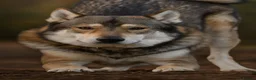 Saarloos Wolfdog dogs for sale: Timber Dog puppies - Advert 15