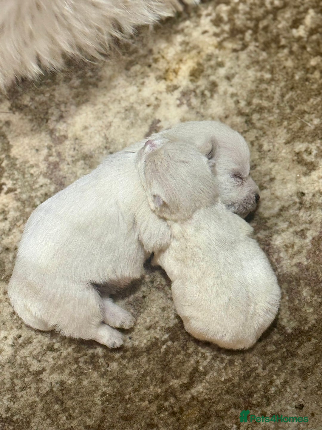 West Highland Terrier dogs for sale: 🐾💙Very Handsome Westie Boy Ready Now 💙🐾 - Advert 8