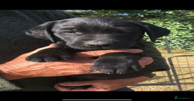 Labrador Retriever dogs - Advert 15