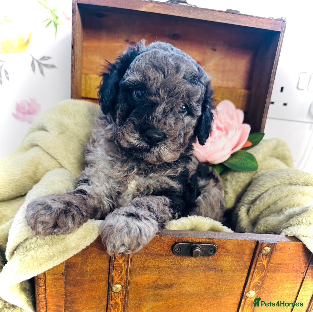 Cavapoochon dogs for sale: F1b Cavapoochon  - Image 8