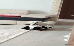 Mixed Breed dogs for sale: Bichon  - Image 6