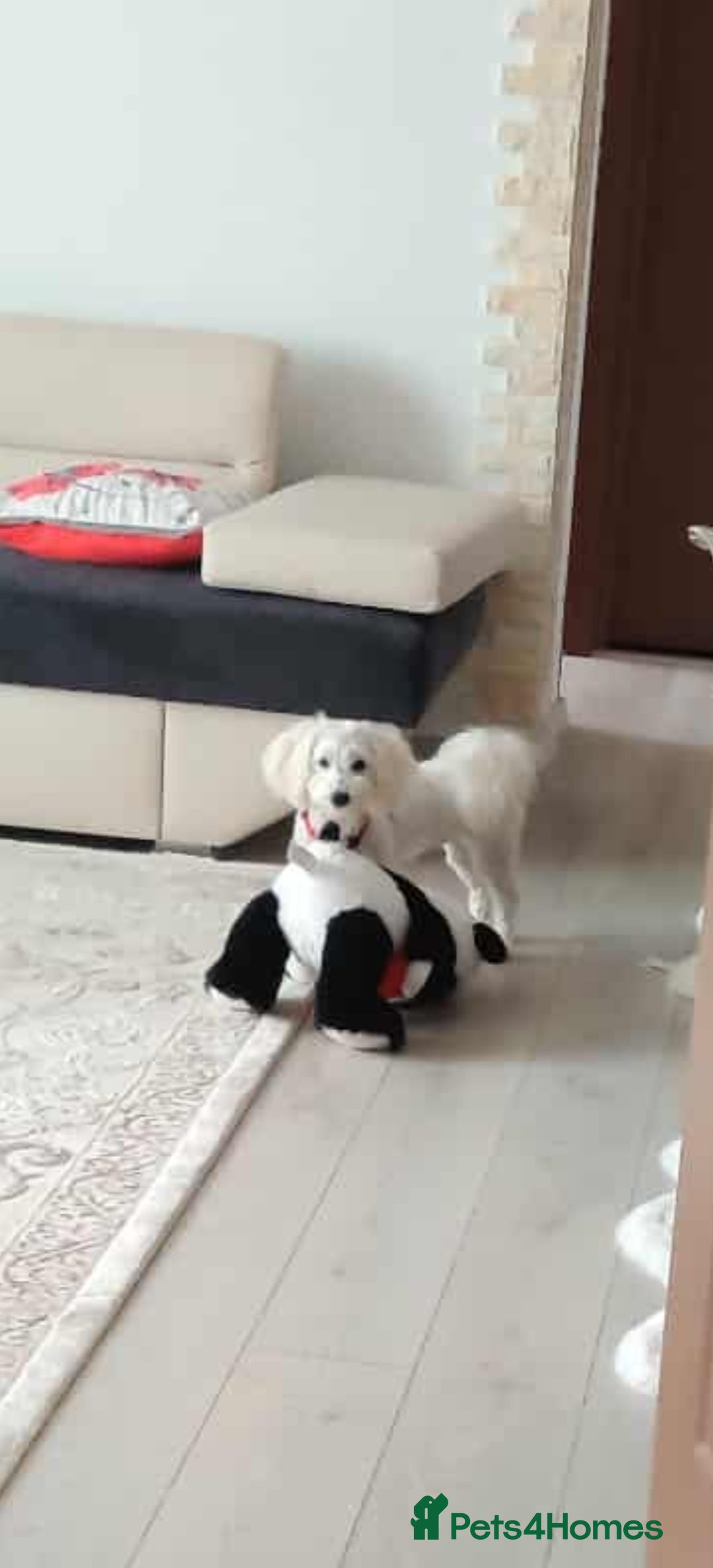 Mixed Breed dogs for sale: Bichon  - Image 6