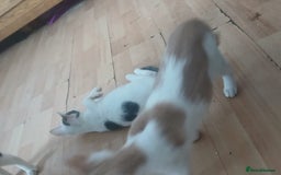 Domestic Shorthair cats for sale: 🐾 9 Beautiful Kittens - Image 8