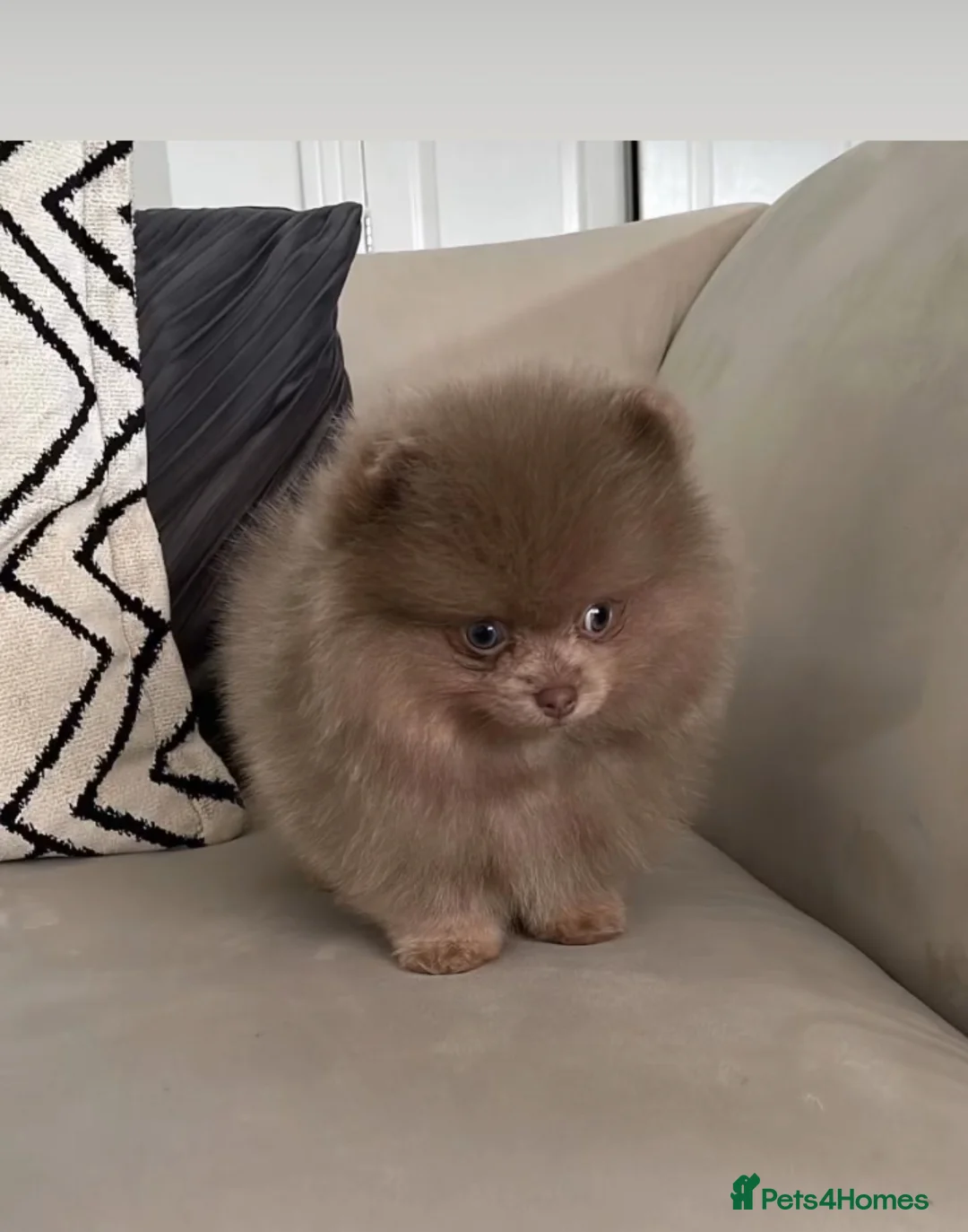 Pomeranian dogs for stud: 🏆 LOTS of champion lines, tiny teddy bear 🧸 in Leeds - Advert 32