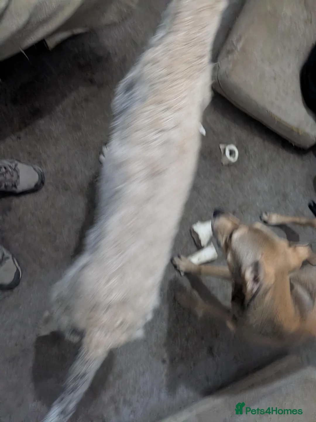 Lurcher dogs for sale: Truffles. Beautiful Working Stock Male Lurcher - Advert 2