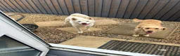Golden Retriever dogs for sale: Two Loving Dogs Looking for Their Forever Home  - Advert 3