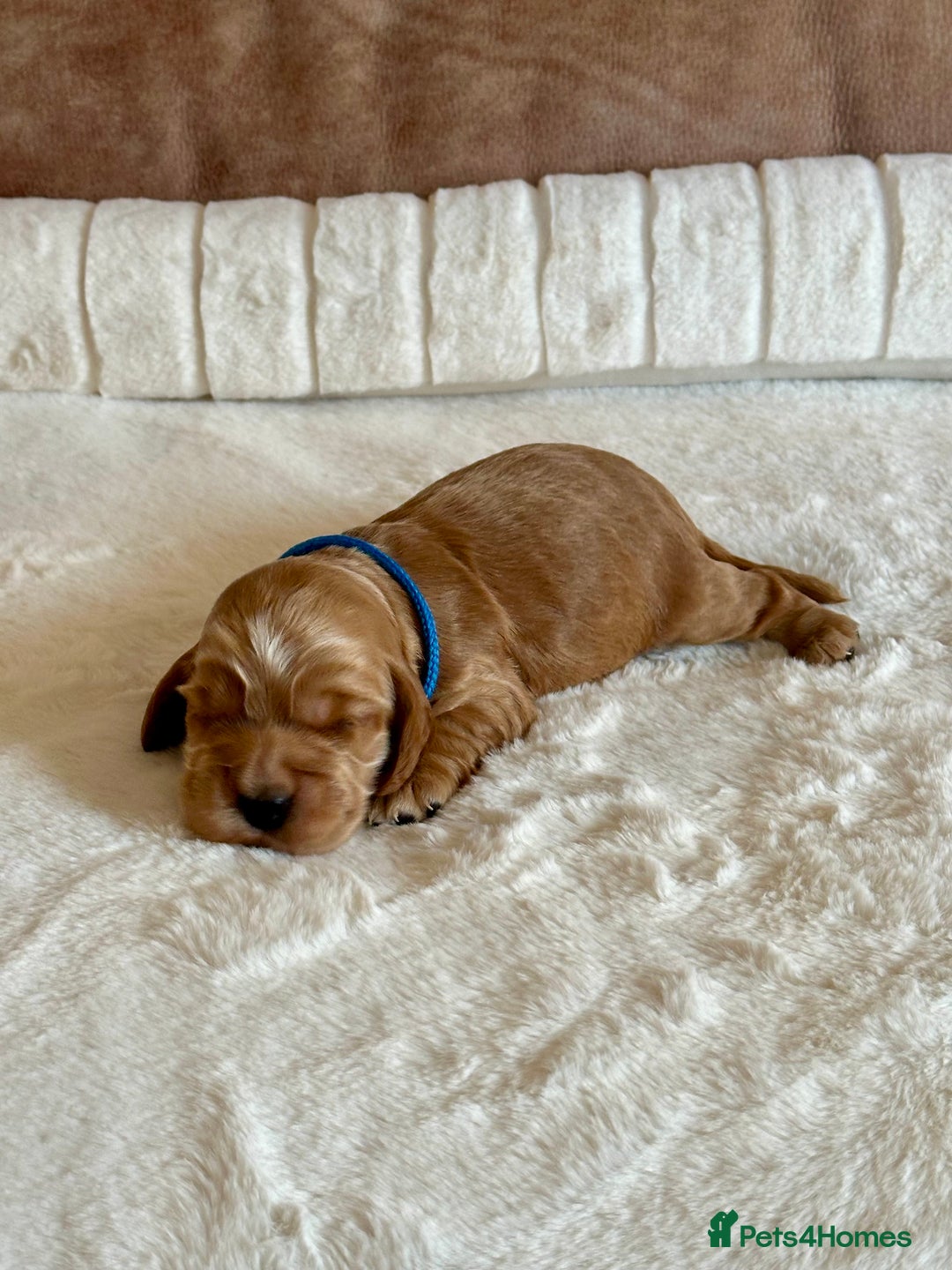 Cocker Spaniel dogs for sale: Extensively Health Tested KC Reg Puppies  - Advert 19