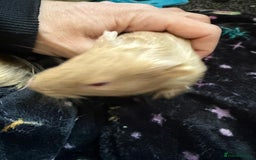 Guinea Pig rodents for sale: Two Male Bonded Brothers Together From Birth  - Image 4