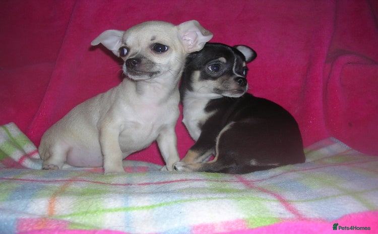 Chihuahua dogs - Advert 3