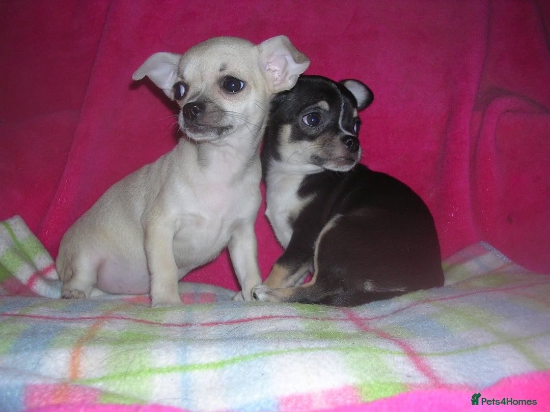 Chihuahua dogs for sale: Pedigree Chihuahua puppies - Image 1