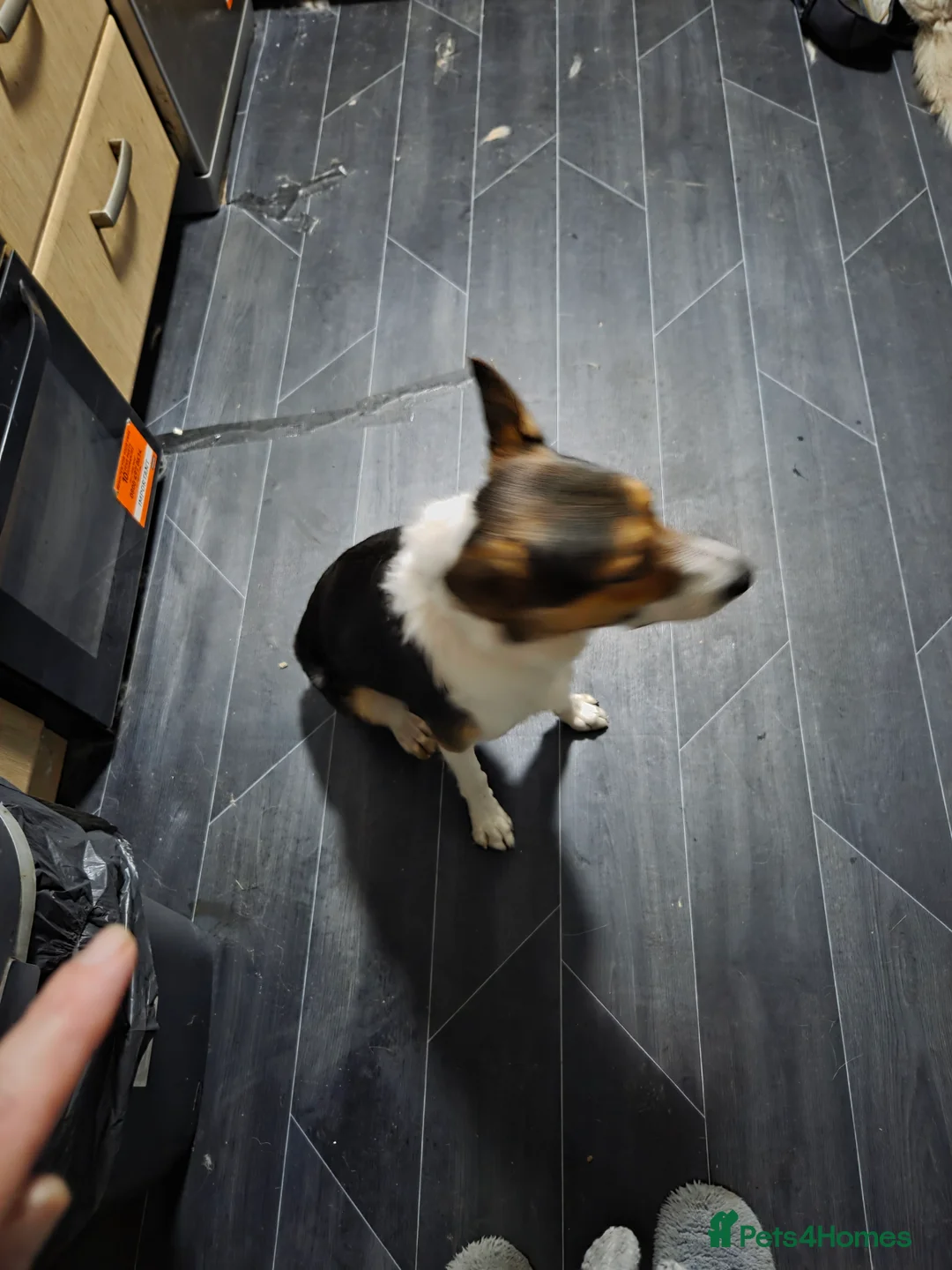 Border Collie dogs for sale: Tri colour border collie in Chesterfield - Advert 4