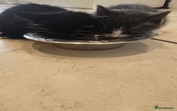 Domestic Shorthair cats for sale: X2 kittens - Image 3