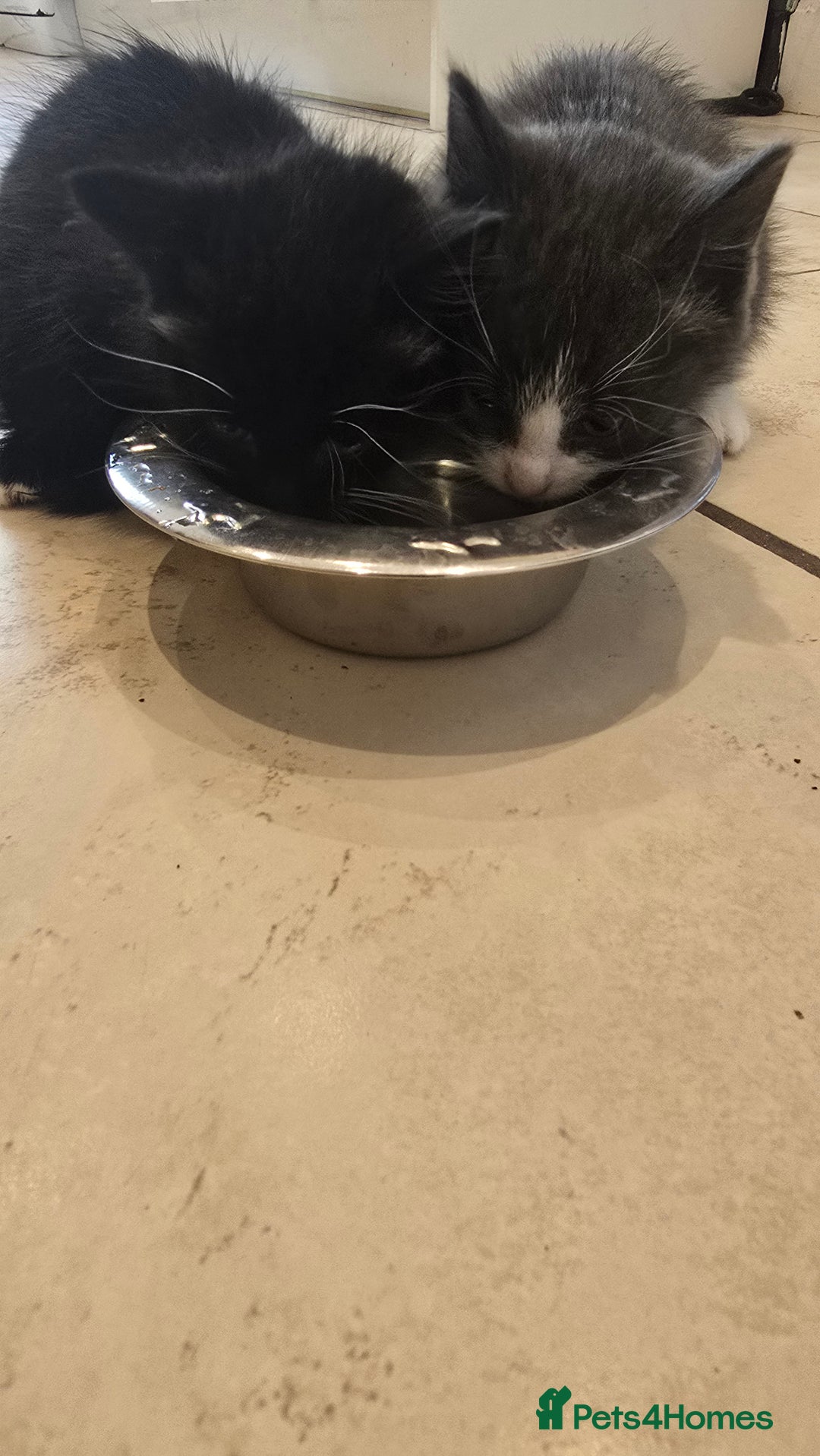 Domestic Shorthair cats for sale: X2 kittens - Image 3