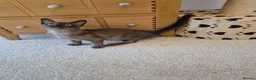 Burmese cats for sale: Adorable Brown Male Burmese Kitten - Advert 5