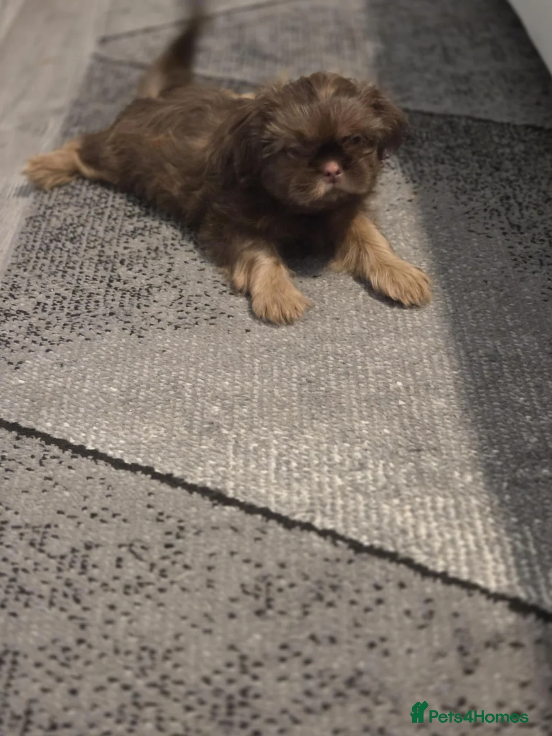 Shih Tzu dogs for sale: Imperial shih tzu  - Advert 3