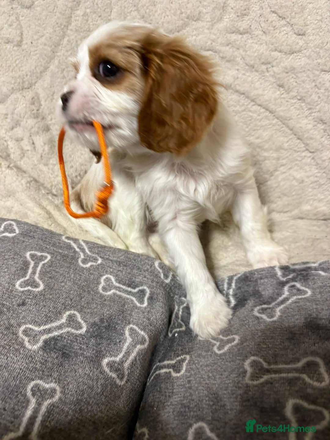 Cavalier King Charles Spaniel dogs for sale: Beautiful Blenheim King Charles spaniel pups    - Advert 24