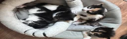 Mixed Breed cats for sale: Beautiful 8week old kittens  - Advert 34