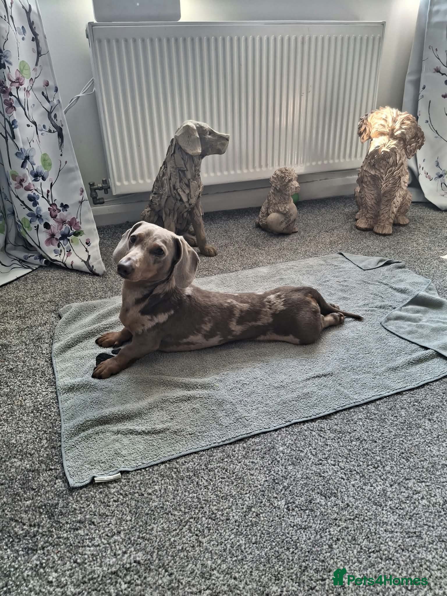 Miniature Dachshund dogs Available proven stud dog  - Advert 1