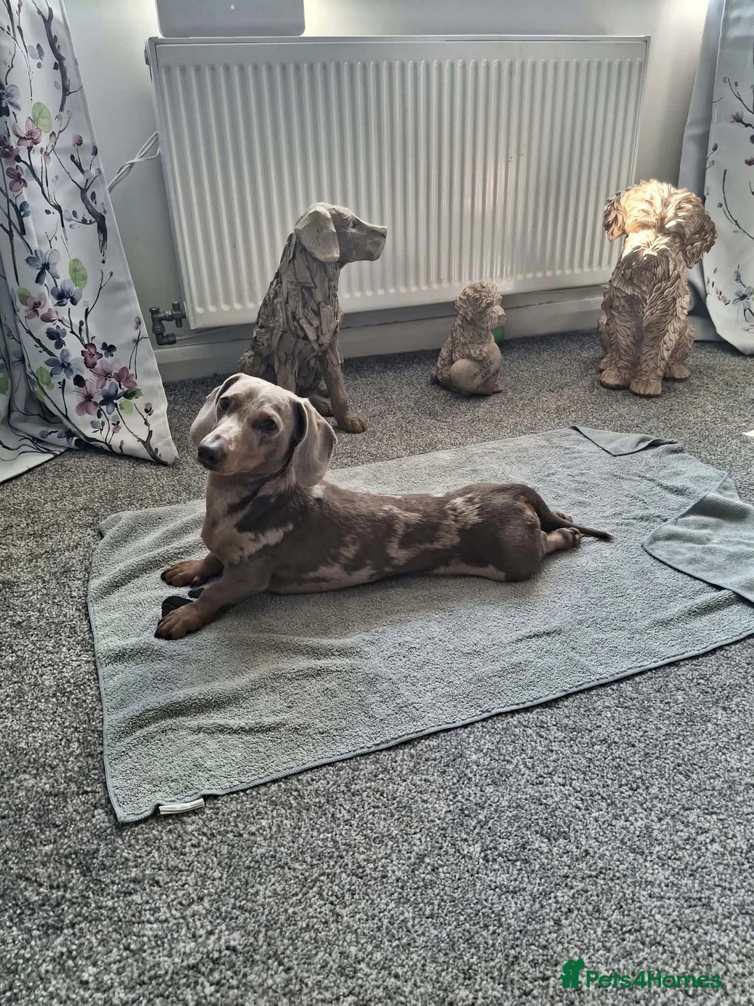 Miniature Dachshund dogs for stud: Available proven stud dog  - Advert 1