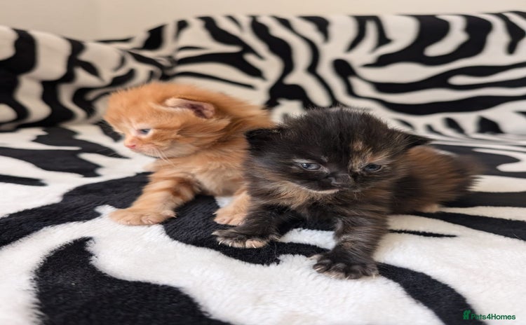 Mixed Breed cats - Advert 1