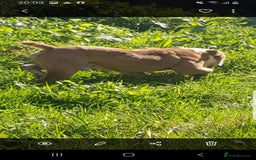 Olde English Bulldogge dogs for stud: Olde English bulldogge for stud  - Image 5