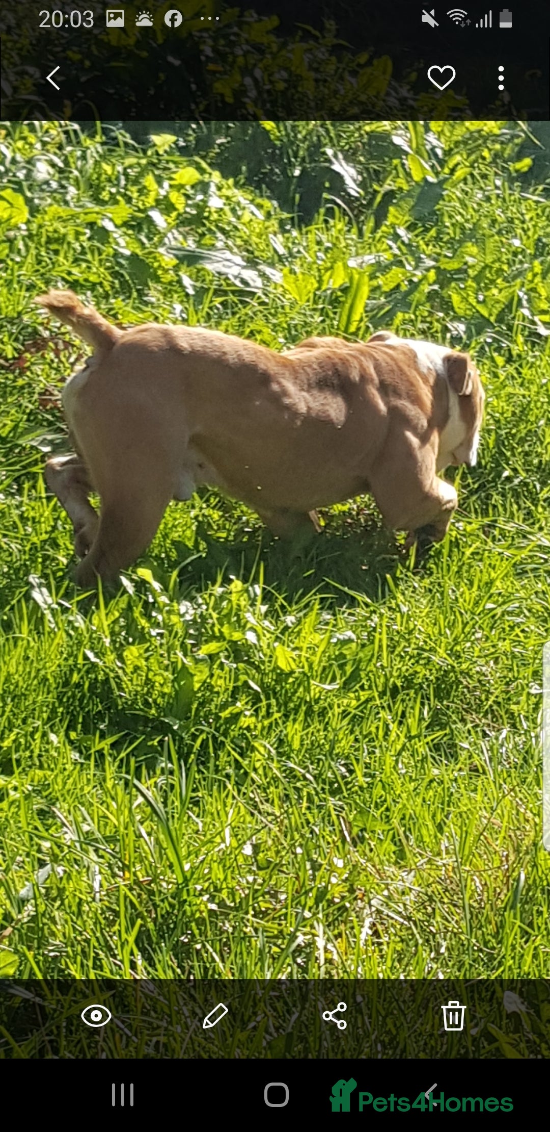 Olde English Bulldogge dogs for stud: Olde English bulldogge for stud  - Image 5