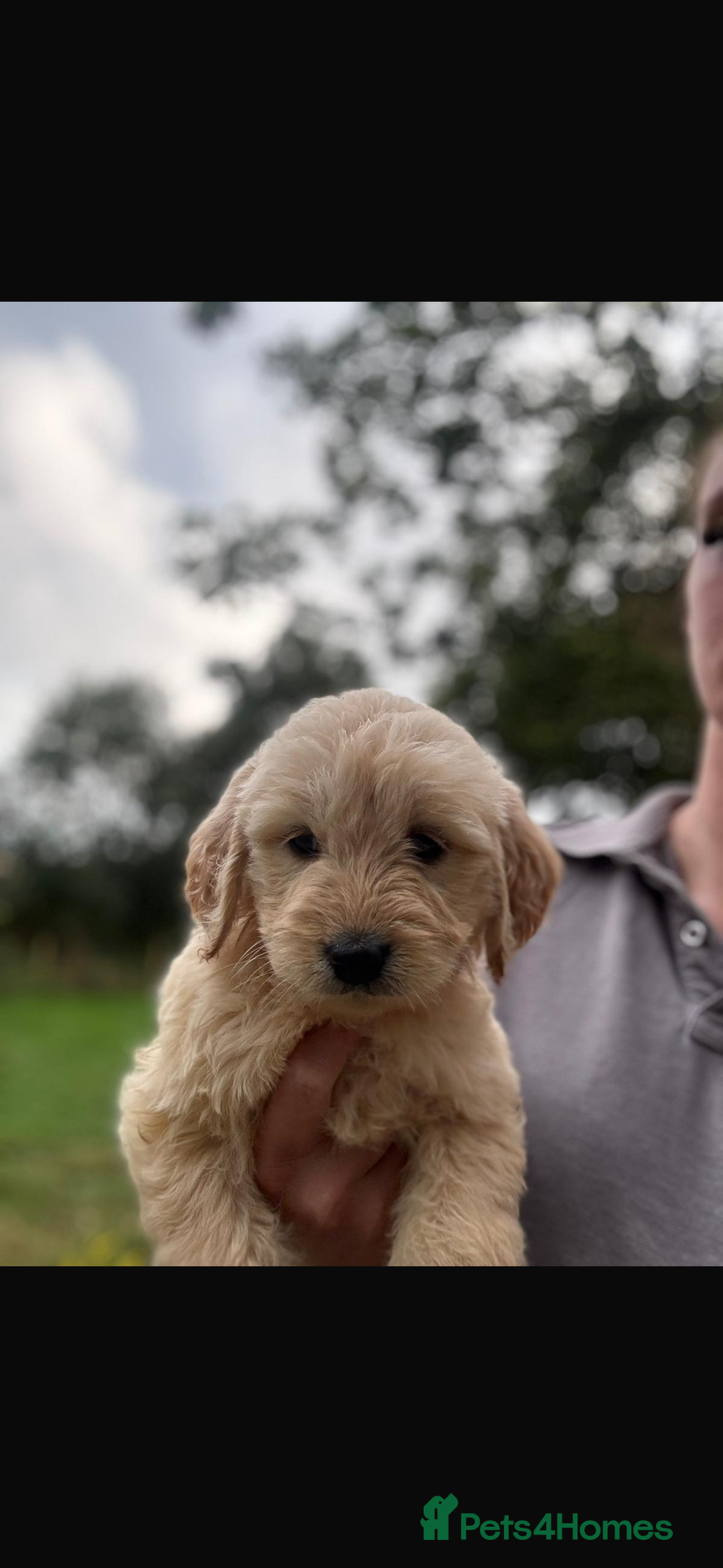 Mini Goldendoodle dogs for sale: 🐶Golden doodle puppies for sale ready to leave🐶 - Image 4