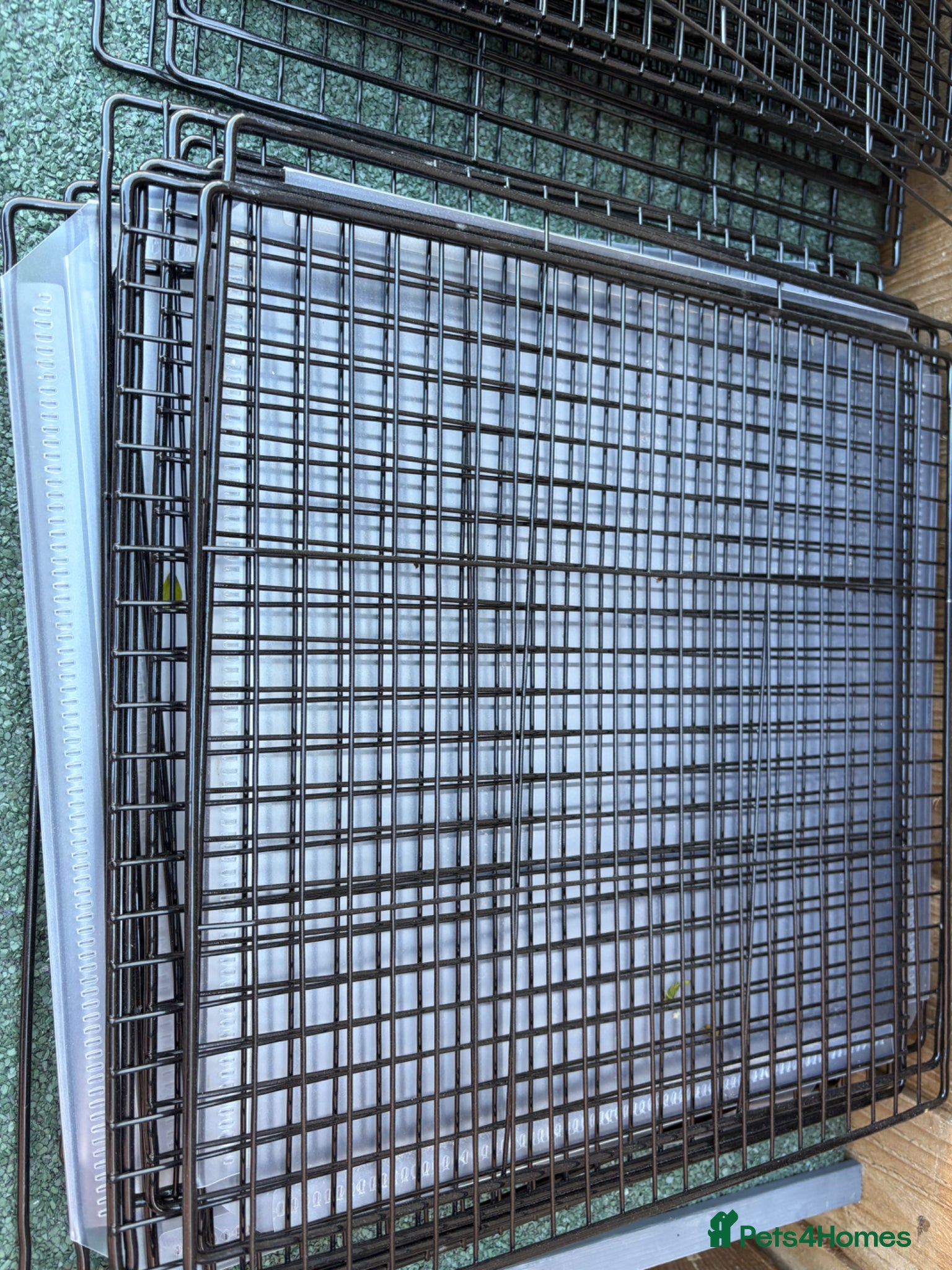 Netherland Dwarf rabbits for sale: Rabbit hutch / run for sale  - Advert 7