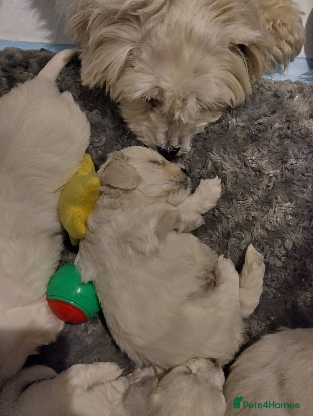 Mixed Breed dogs for sale: Bishon Maltipoo Mix Puppies for sale - Advert 1