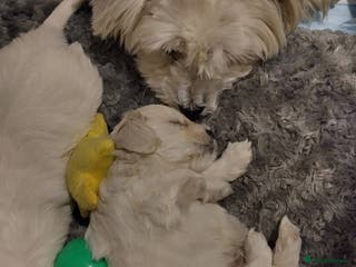 Mixed Breed dogs Bishon Maltipoo Mix Puppies for sale - Advert 3
