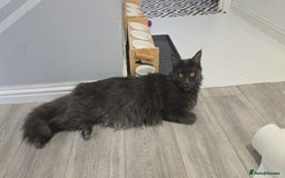 Maine Coon cats for sale: Shadow, smoky maine coon - Image 8