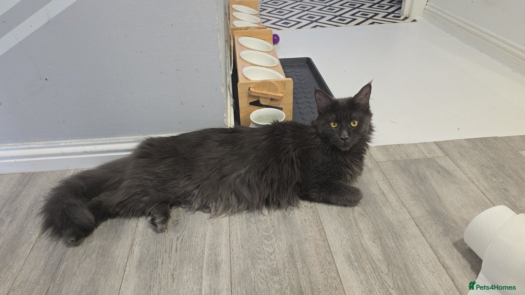 Maine Coon cats for sale: Shadow, smoky maine coon - Image 8