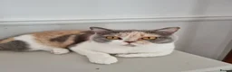 British Shorthair cats for sale: Tri colour British Shorthair  - Advert 7