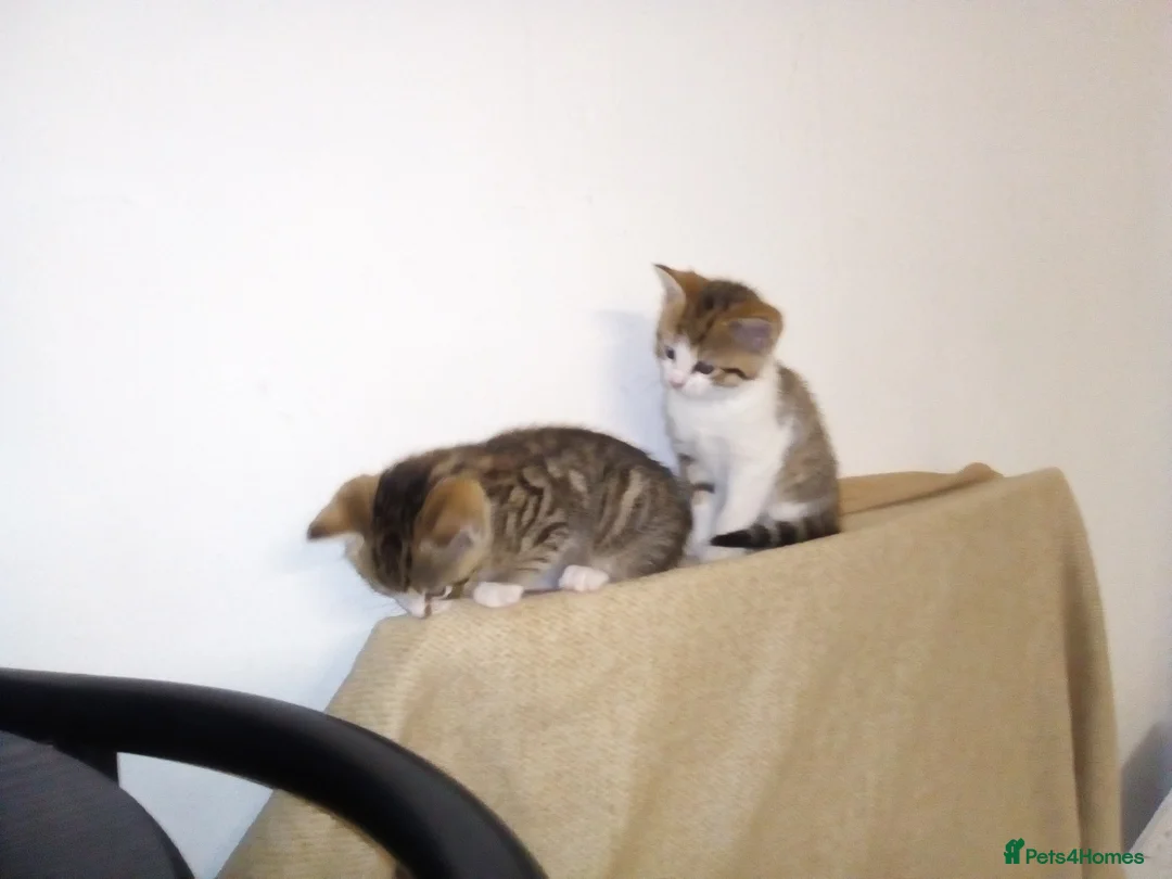 Mixed Breed cats for sale: Three 8 Weeks Old Female Kittens in Romford - Advert 2