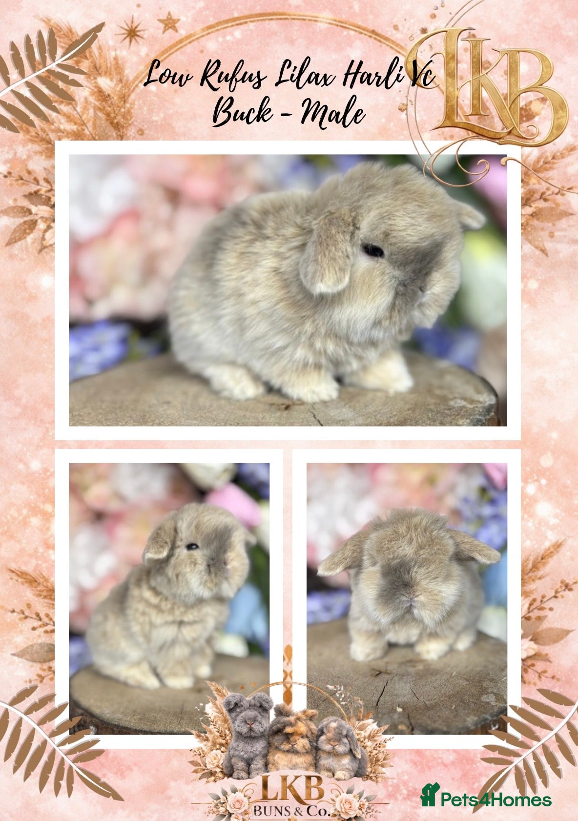 Mini Lop rabbits 🌟 PUREBRED PEDIGREE MINI LOPS🌟  - Advert 13