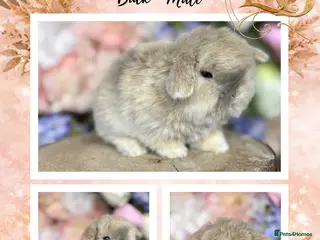 Mini Lop rabbits 🌟 PUREBRED PEDIGREE MINI LOPS🌟 - Advert 13