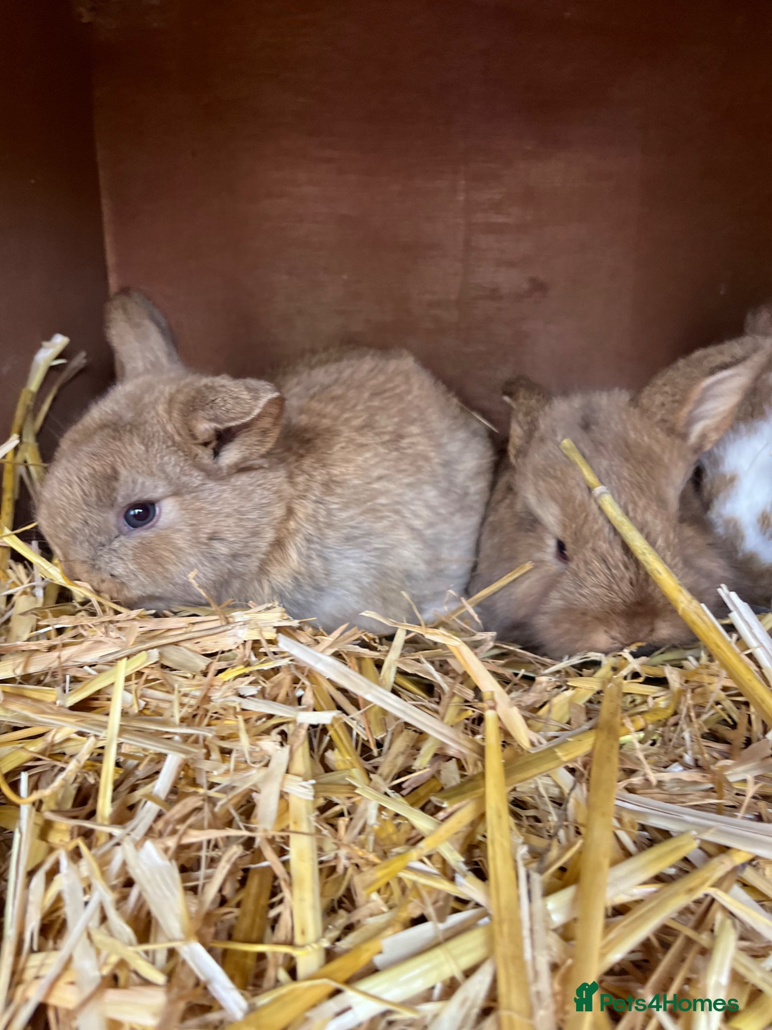 Mixed Breed rabbits Rabbit  - Advert 7