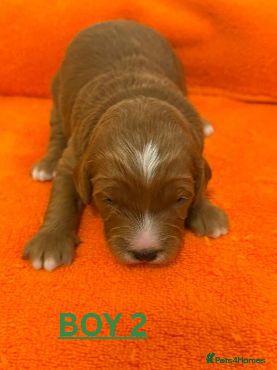 Cavapoo dogs for sale: Beautiful F1b Cavapoo's Health Tested Parents - Advert 8