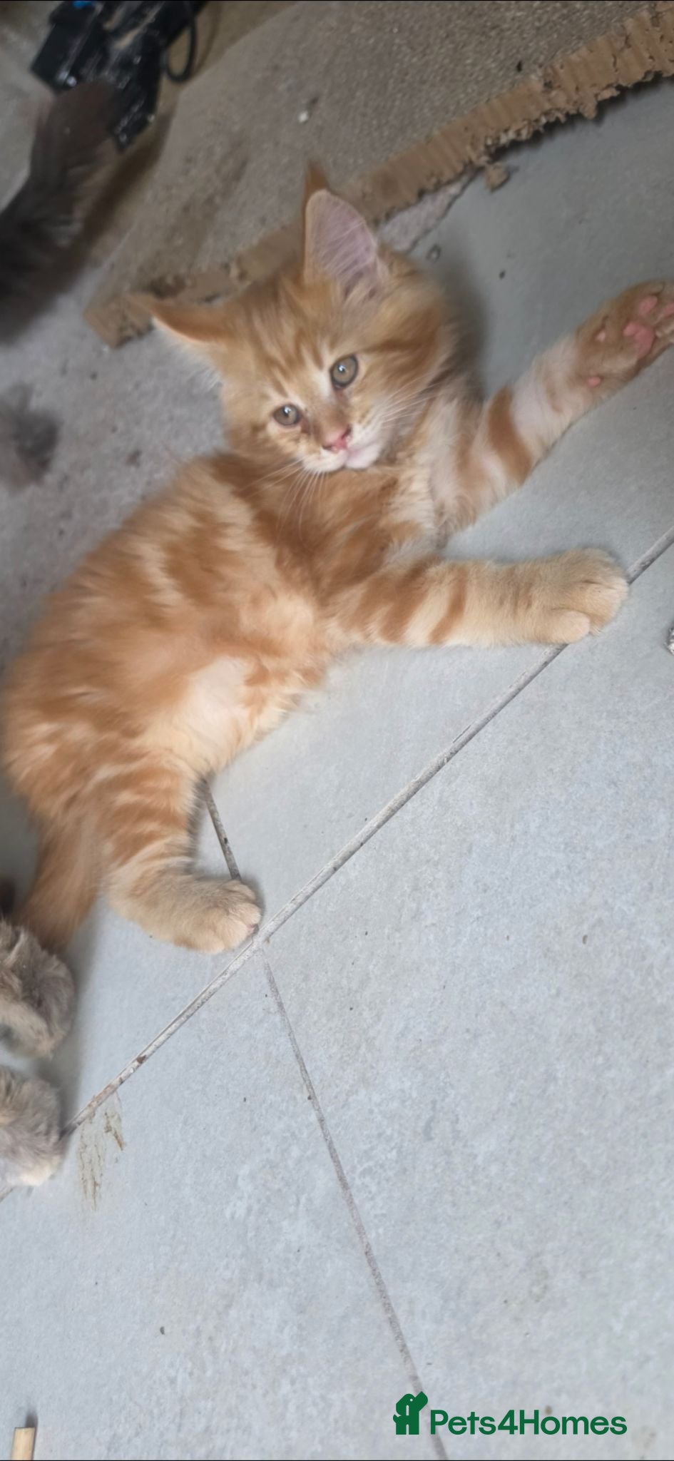 Maine Coon cats TICA registered mainecoon kittens  - Advert 15