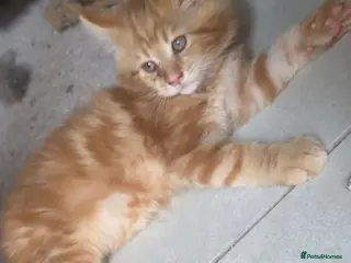 Maine Coon cats Ready to leave now mainecoon kittens - Advert 6