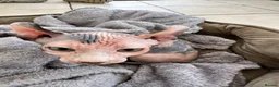 Sphynx cats for sale: Dolce the girl - Advert 10