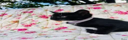 Mixed Breed cats for sale: *READY NOW* 5 Beautiful, Confident Kittens - Advert 11
