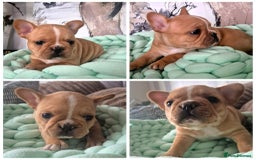 French Bulldog dogs for sale: KC Reg. French bulldogs looking for new home - Image 5