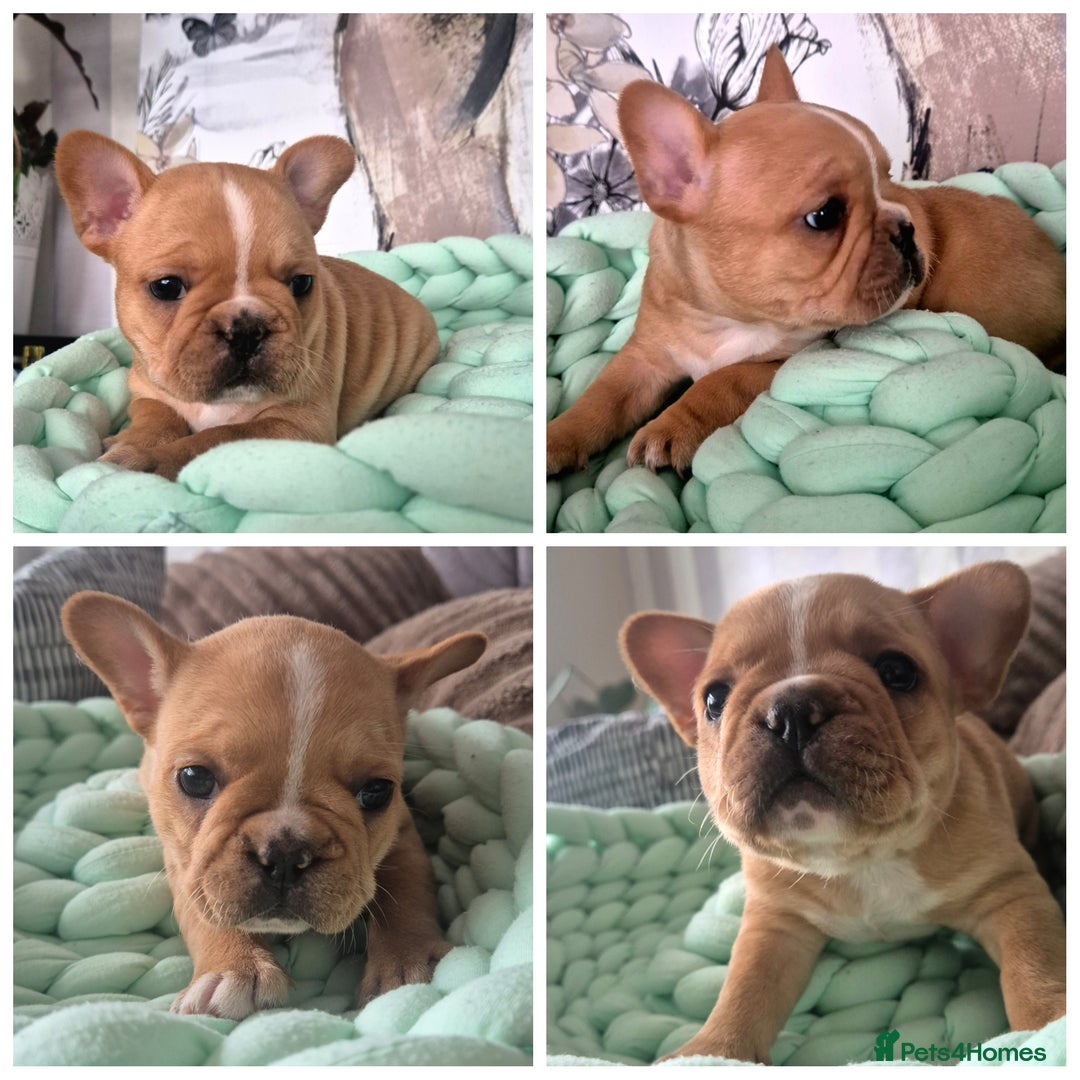 French Bulldog dogs for sale: KC Reg. French bulldogs looking for new home - Image 5