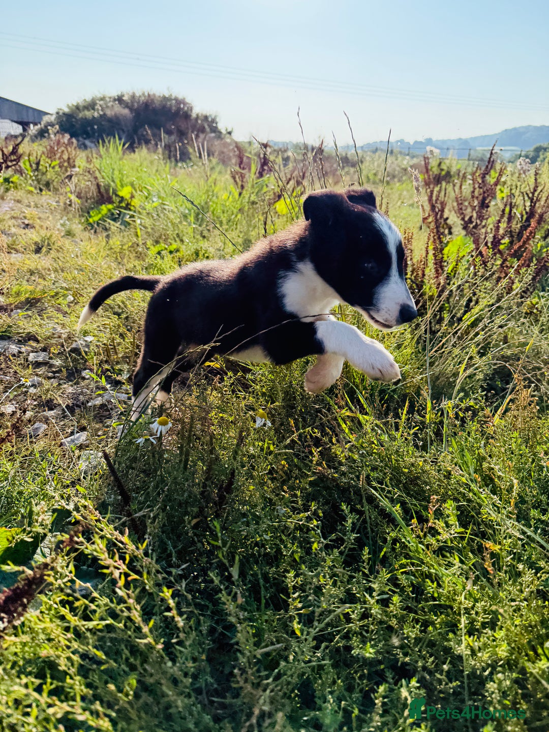 Border Collie dogs for sale: Gorgeous KC reg border collie pups  - Image 12