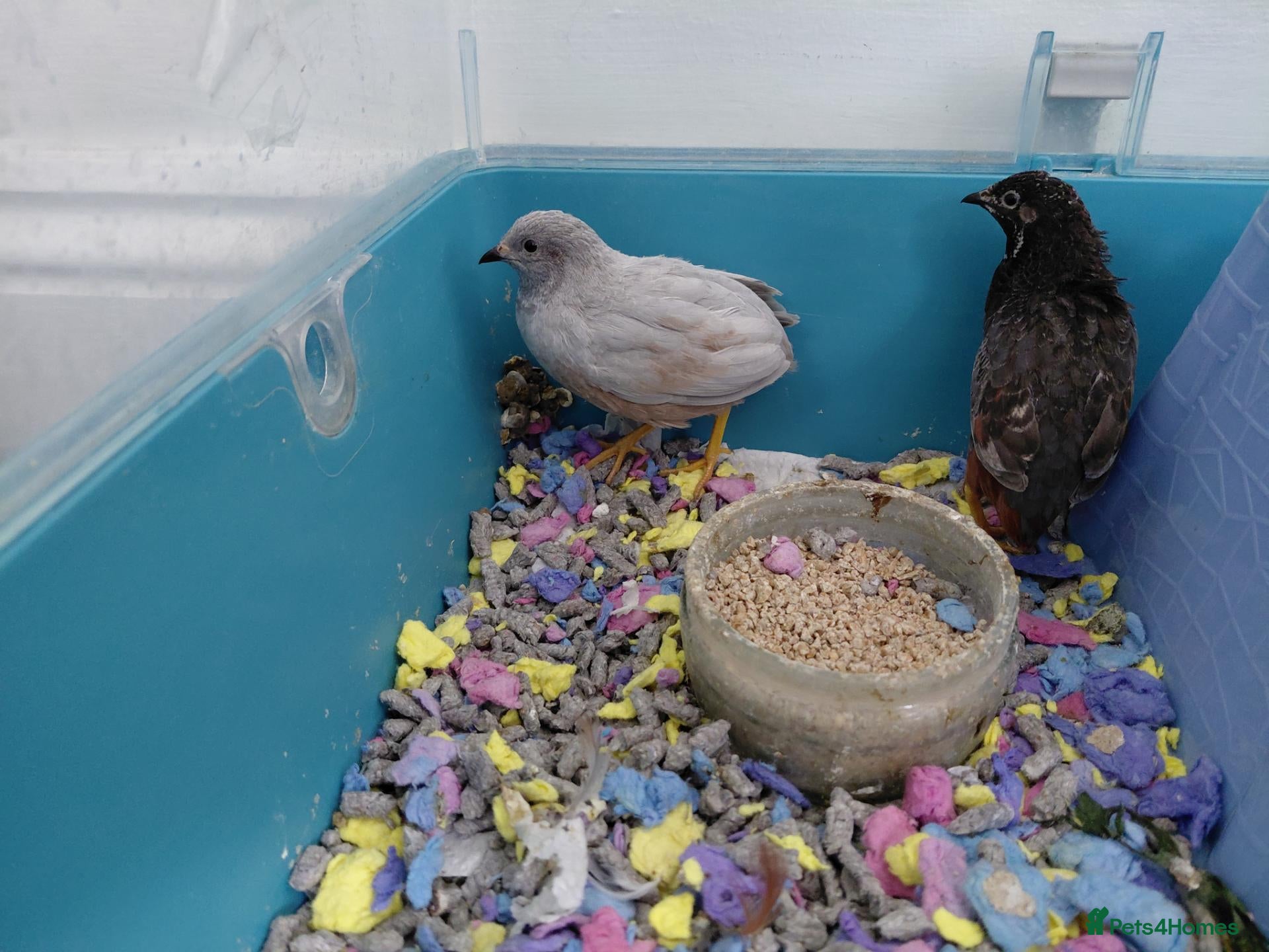 Quail poultry 2 Button/King/chinese painted quail 2 males - Advert 1