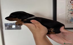 Miniature Dachshund dogs for sale: Miniature dachshund puppies 🐾 - Advert 35