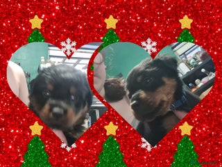 Rottweiler dogs Ready 11th dec kc rottweiler puppies 2 boys left - Advert 4